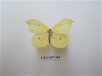 藏品(臺灣鉤粉蝶)的圖片